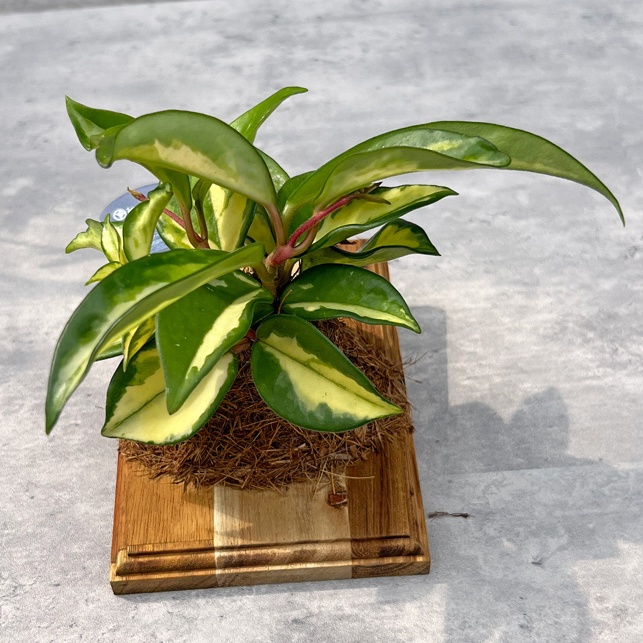 【現品販売】ホヤ カルノーサ エキゾチカ 板付け ねこのふわふわEX ねこの着生板 inakougei 限定ロゴ