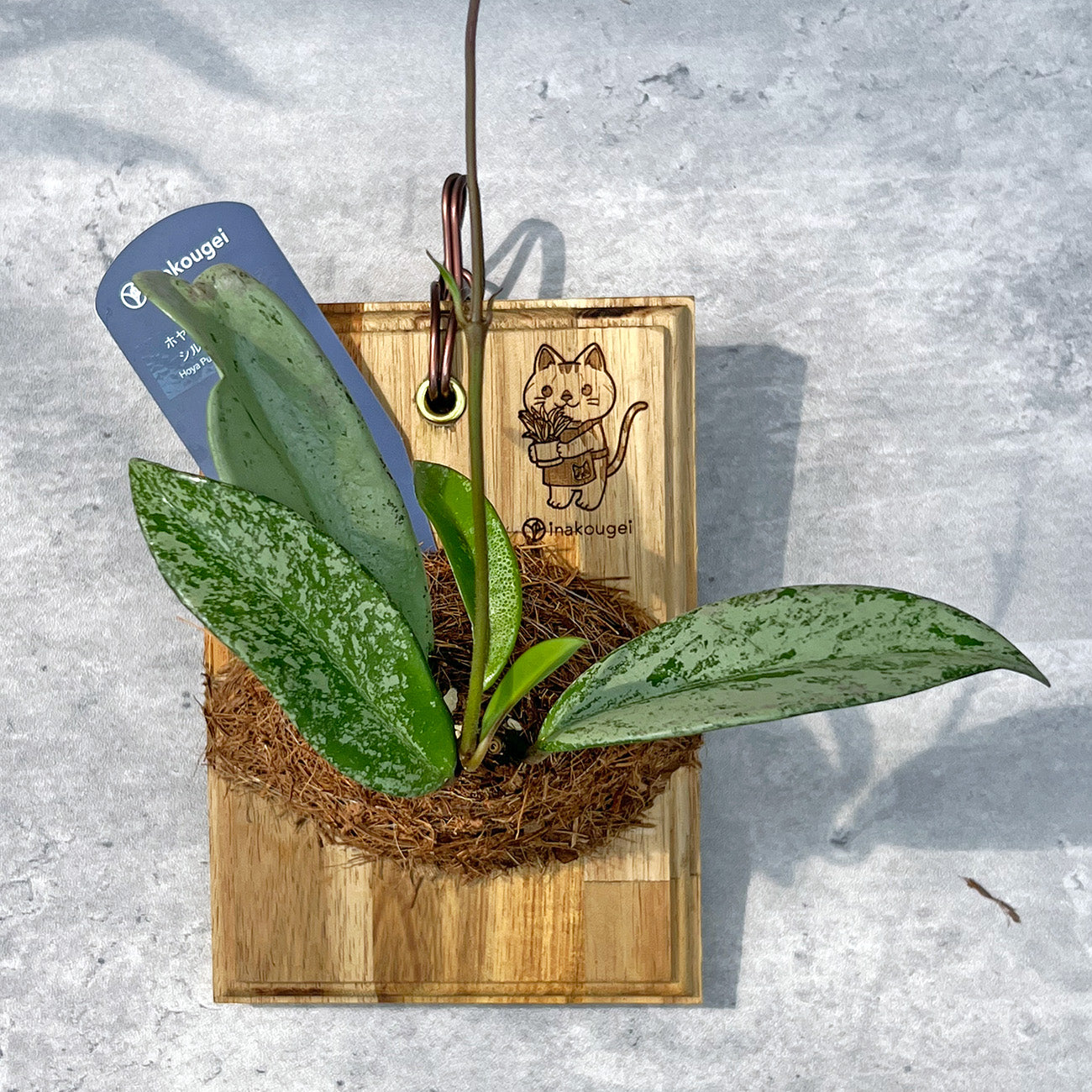 【現品販売】ホヤ プビカリクス シルバーゴースト Hoya Pubicalyx silver ghost 希少 レア 板付け ねこのふわふわEX ねこの着生板 inakougei 限定ロゴ