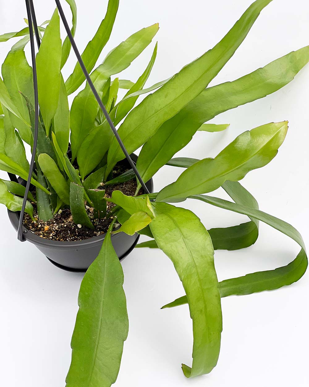 【現品販売】エピフィラム・プミラム( 姫月下美人)5号吊りポット 黒(直径約15cm)