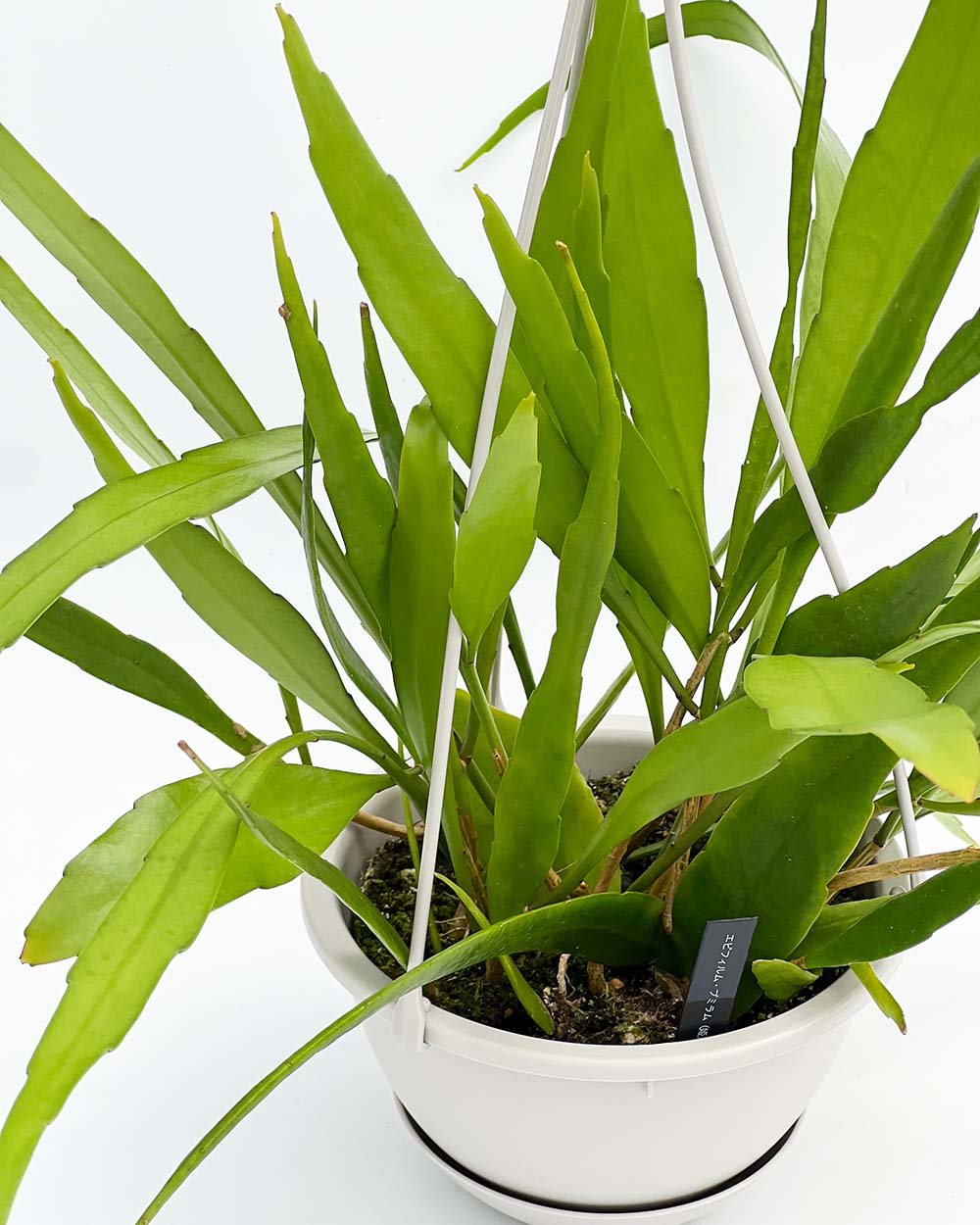 【現品販売】エピフィラム・プミラム( 姫月下美人)5号吊りポット ベージュ(直径約15cm)