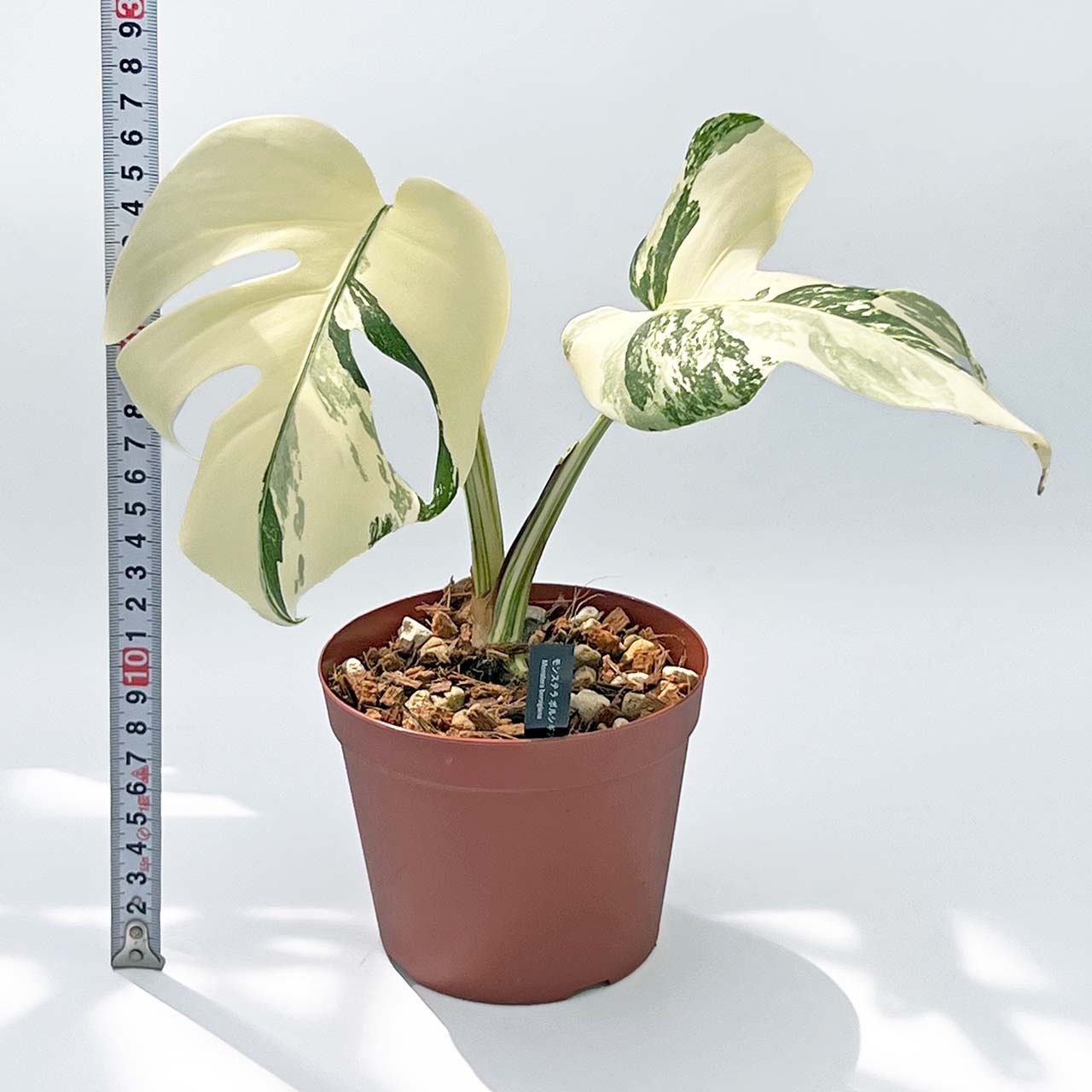 【現品販売】モンステラ 斑入り 4号 プラスチック鉢