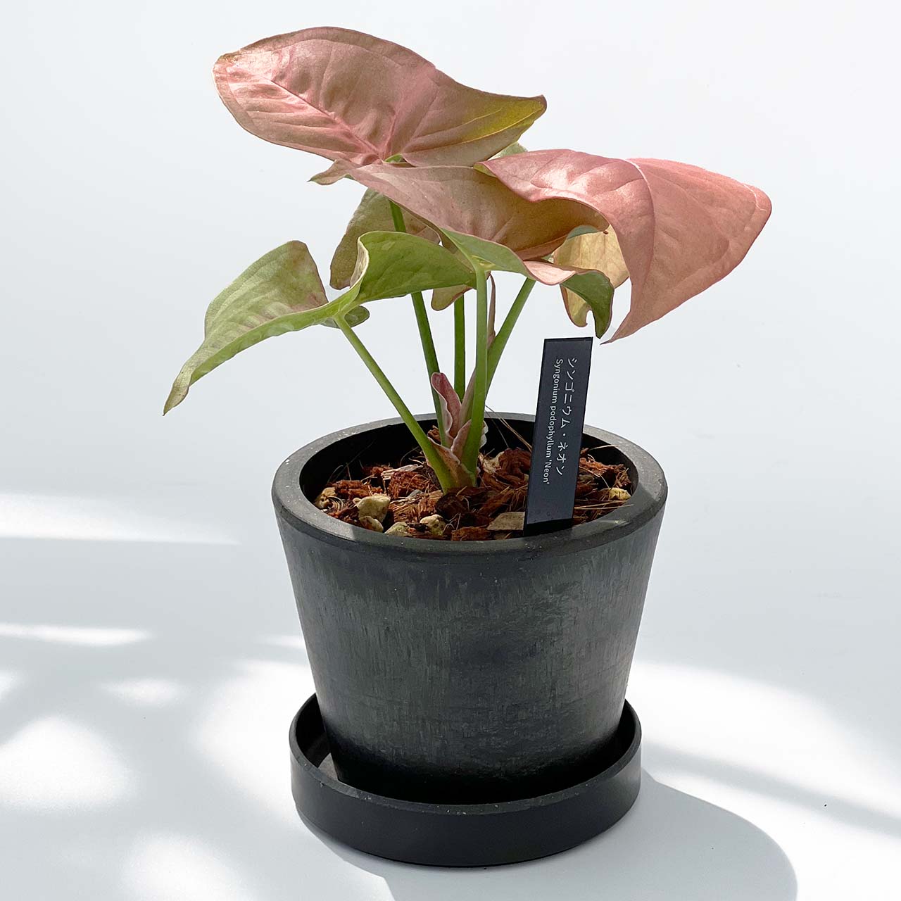 【現品販売】シンゴニウム ネオン 3号 BLACK PLASTIC POT 受け皿付き