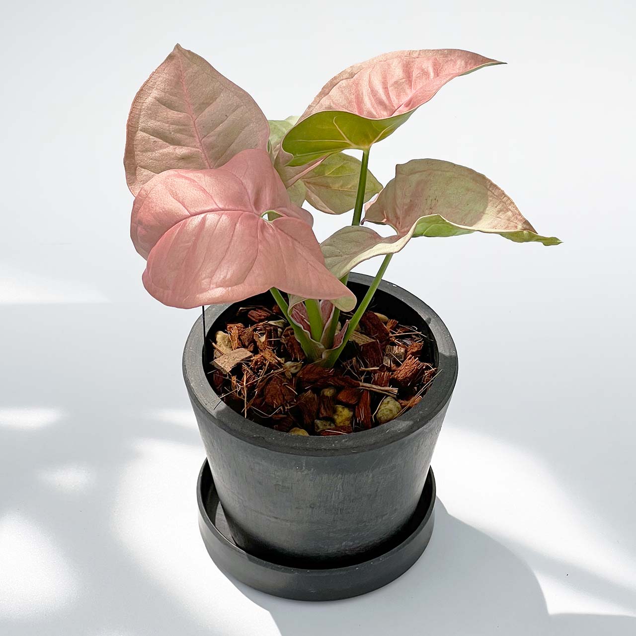 【現品販売】シンゴニウム ネオン 3号 BLACK PLASTIC POT 受け皿付き