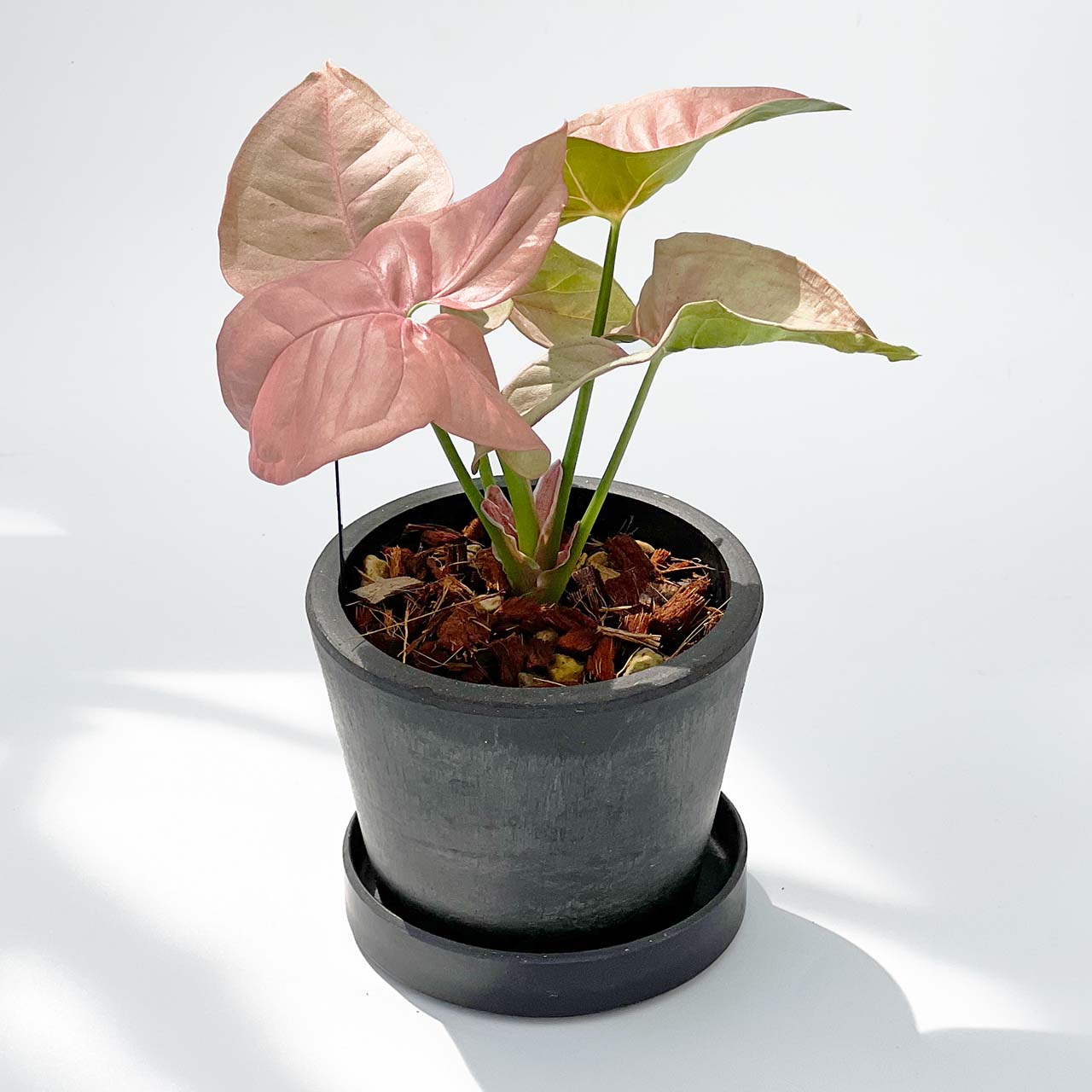 【現品販売】シンゴニウム ネオン 3号 BLACK PLASTIC POT 受け皿付き