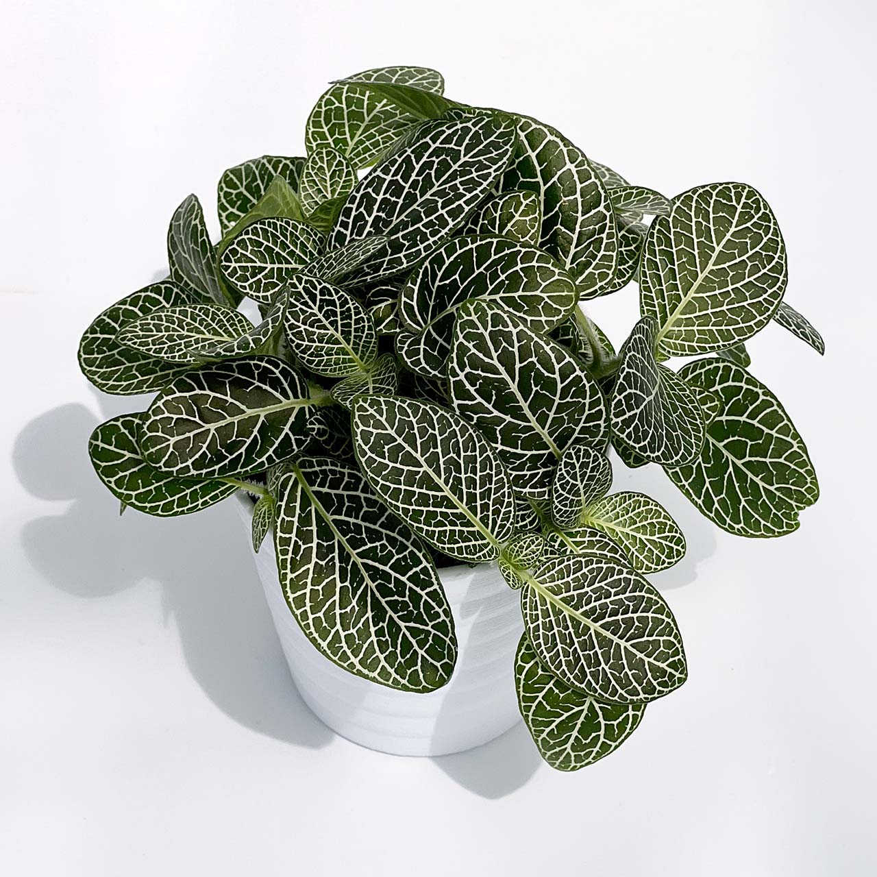 フィットニア ホワイト