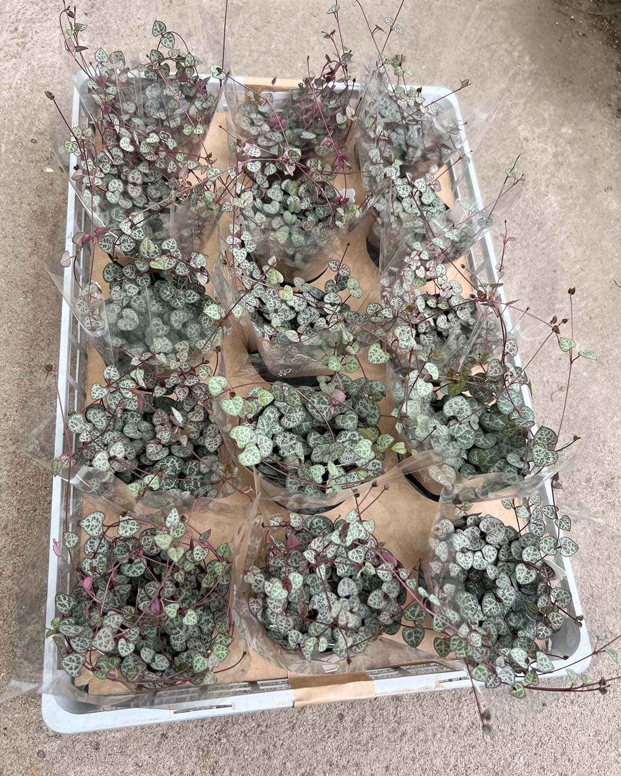 ハートカズラ 15点セット 3号