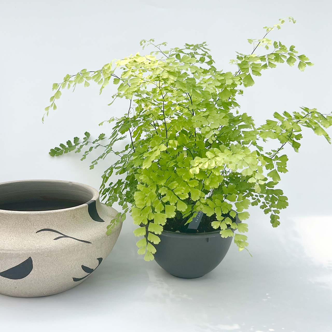 【現品販売】アジアンタム 陶器 鉢カバーセット (鉢カバー直径23.5cm)