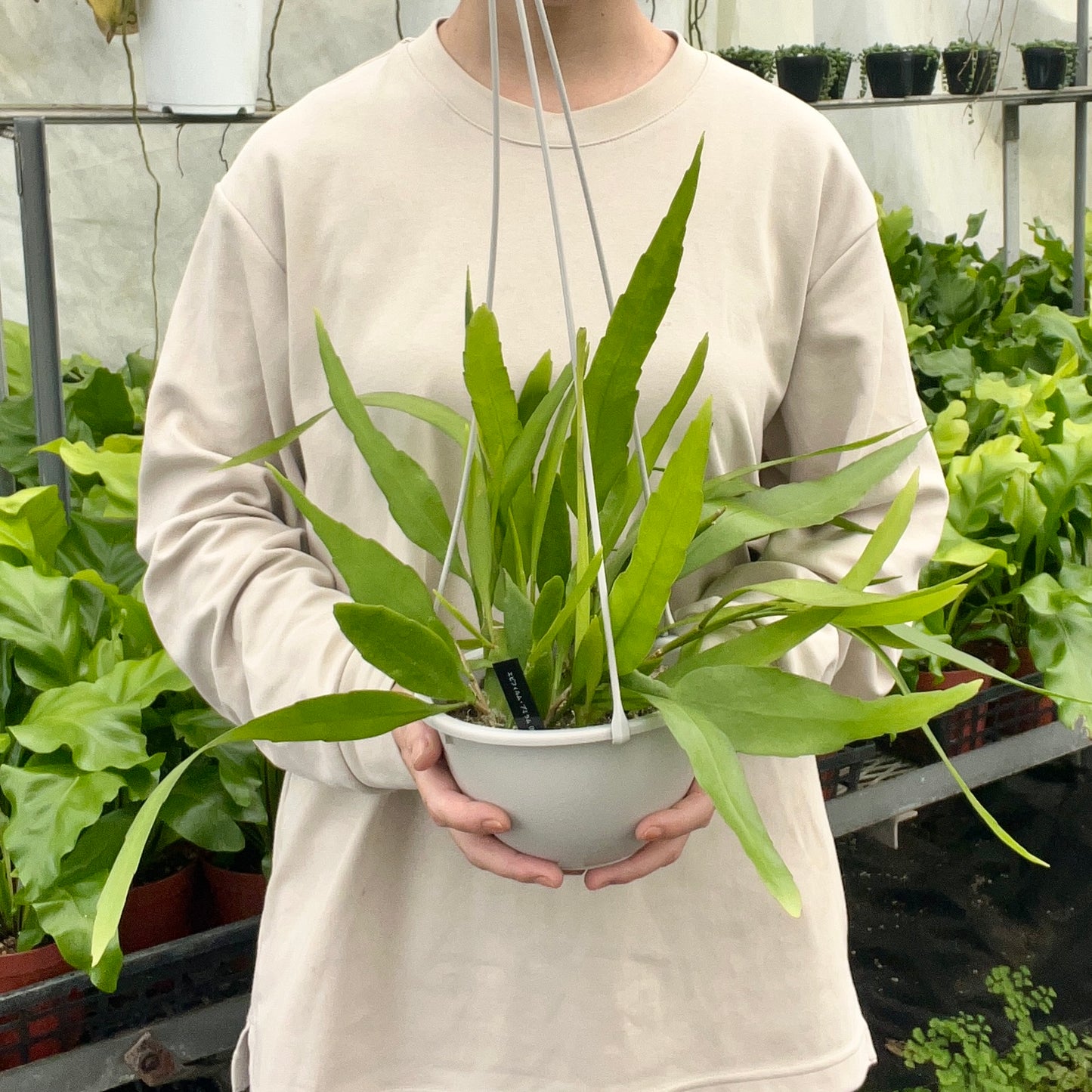 【現品販売】エピフィラム・プミラム( 姫月下美人)5号吊りポット ベージュ(直径約15cm)