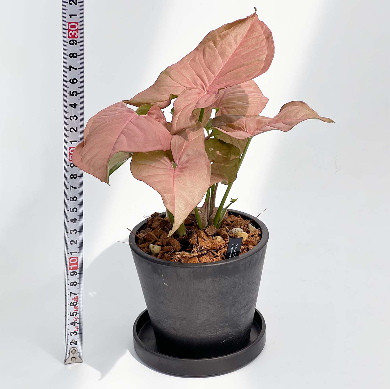 【現品販売】シンゴニウム ネオン 4号 BLACK PLASTIC POT 受け皿付き