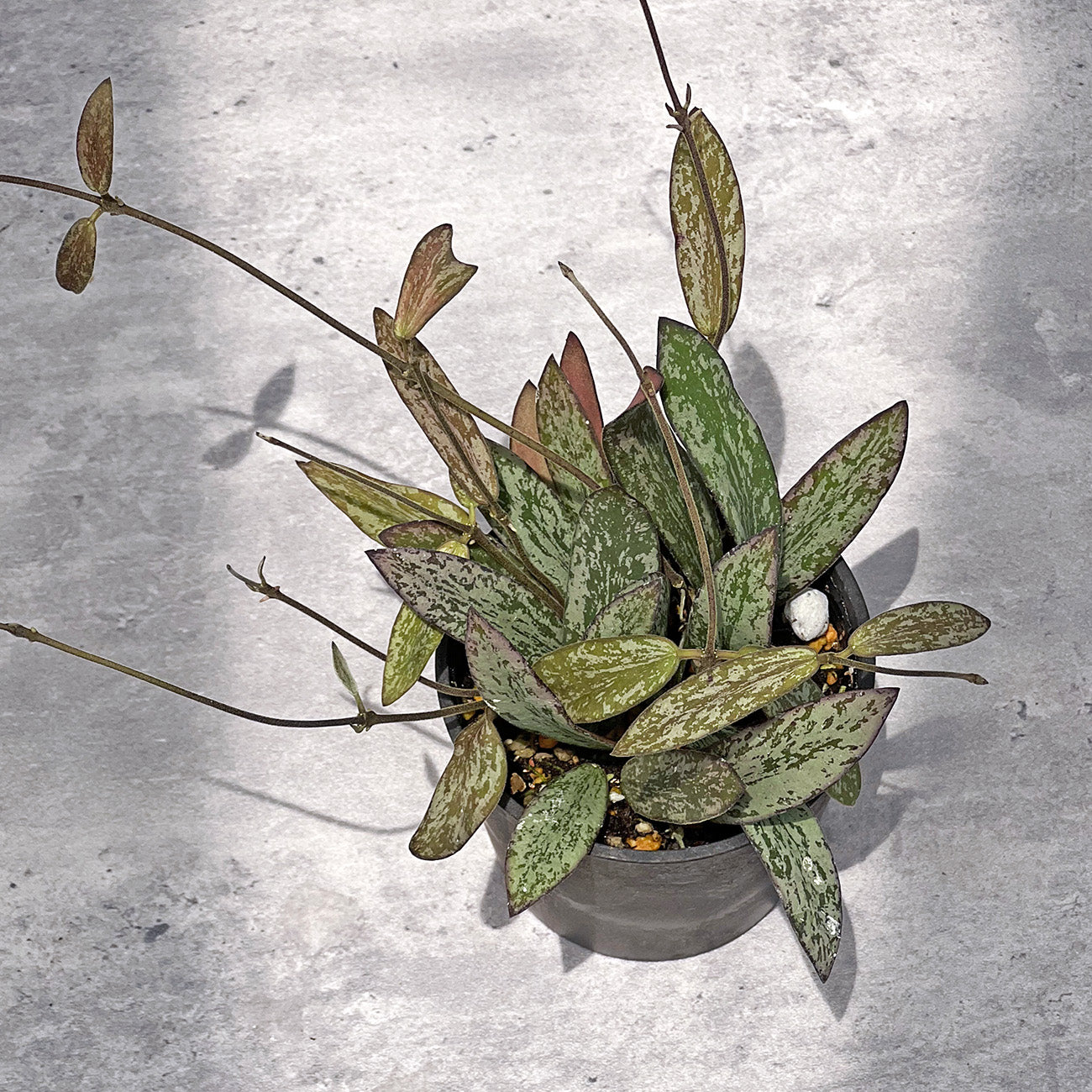 ホヤ シギラティス