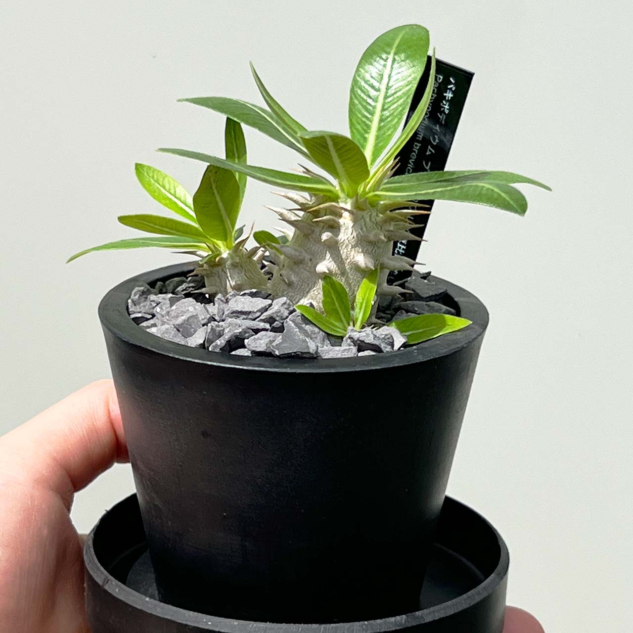 【現品販売】パキポディウム ブレビカウレ 恵比寿笑い 実生 BLACK PLASTIC POT 8cm×6.5cm プラスチック鉢 塊根