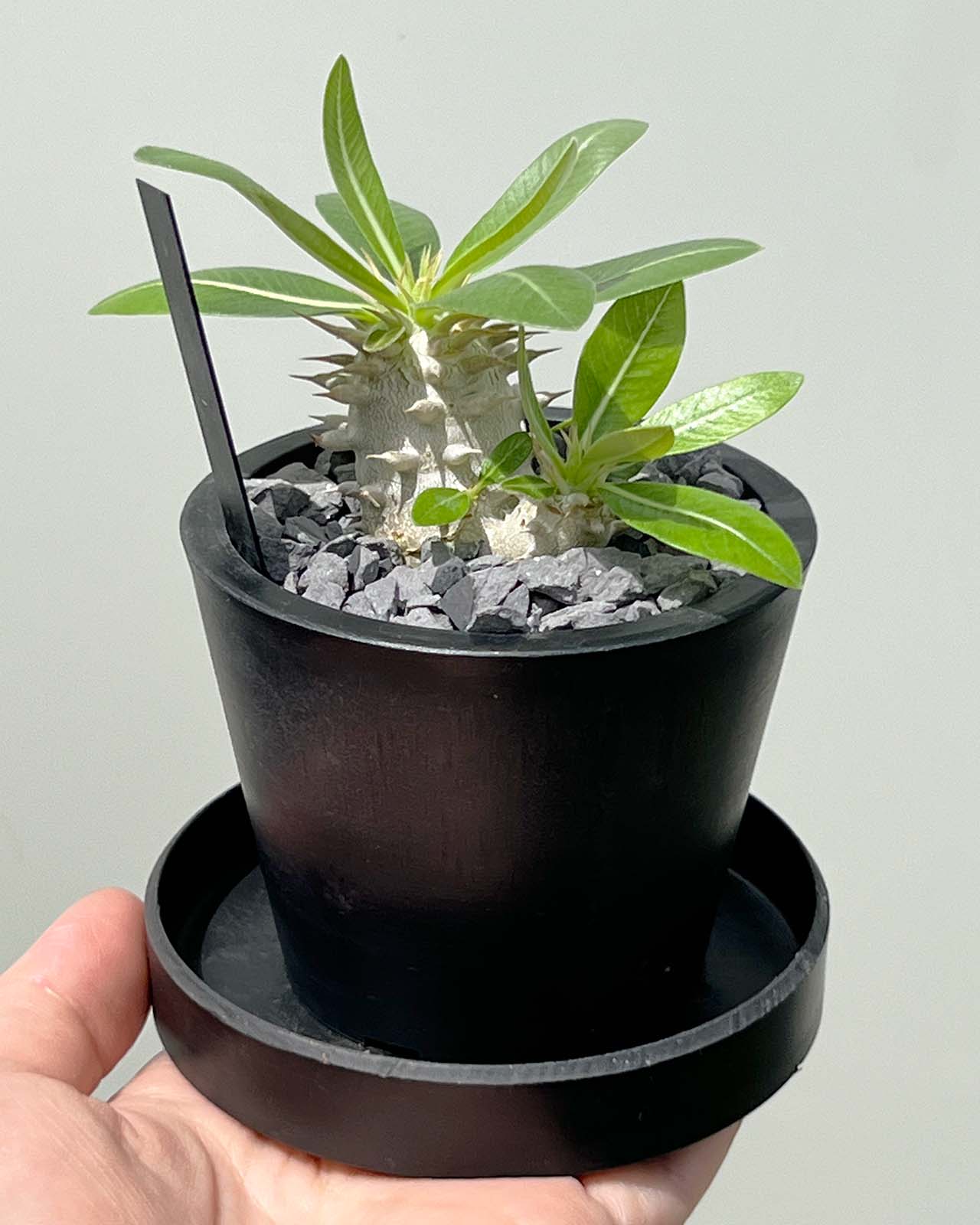 【現品販売】パキポディウム ブレビカウレ 恵比寿笑い 実生 BLACK PLASTIC POT 8cm×6.5cm プラスチック鉢 塊根