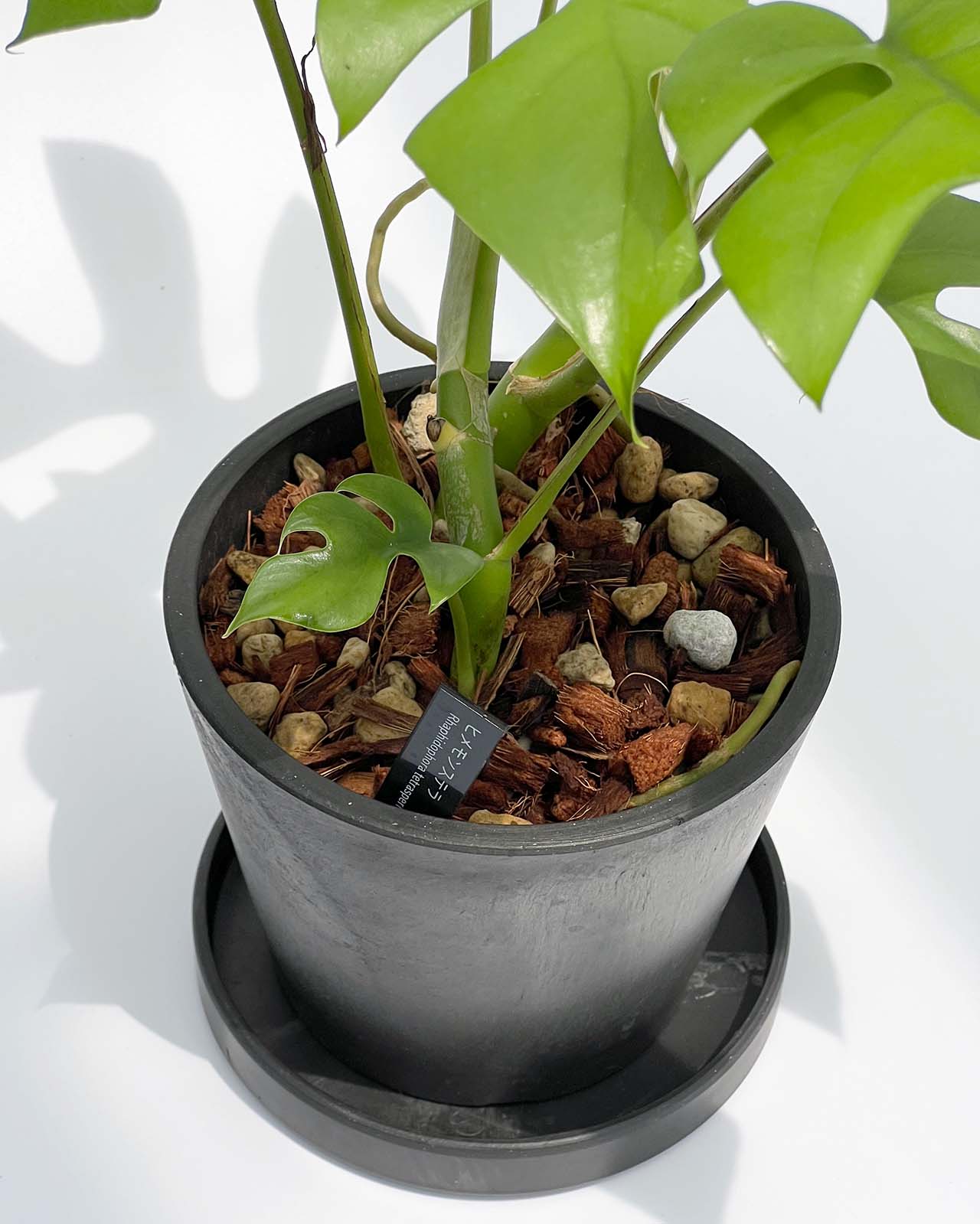 【現品販売】ヒメモンステラ 4号 BLACK PLASTIC POT 受け皿付き ねこチップ栽培