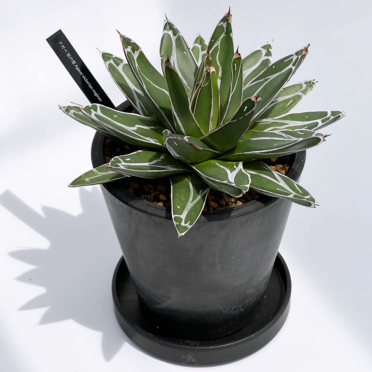 【現品販売】アガベ 笹雪 4号 直径約17cm BLACK PLASTIC POT 12.7cm×12.7cm 4号 黒 プラ鉢 受け皿付き