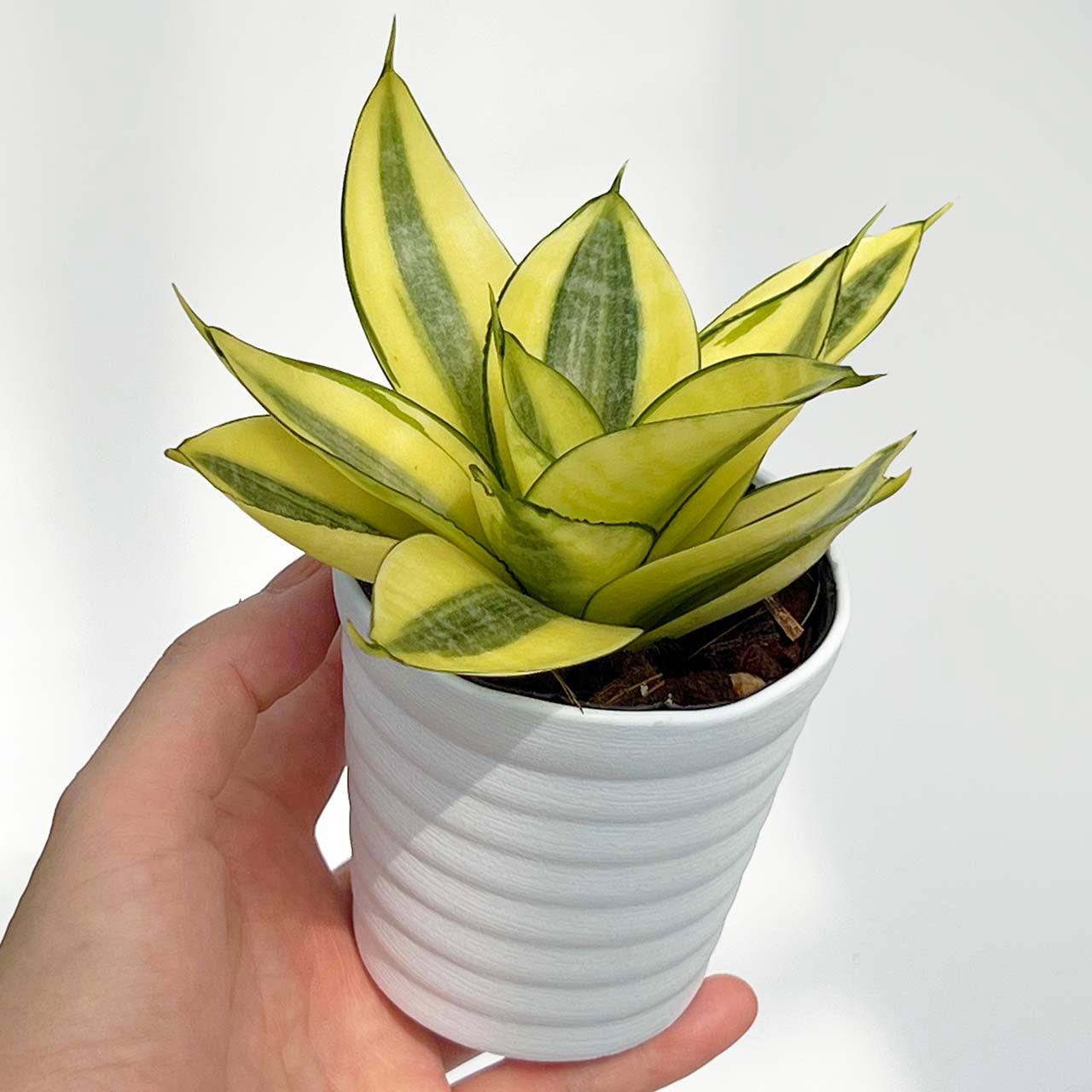 サンスベリア ゴールデン ハニー ねこチップ