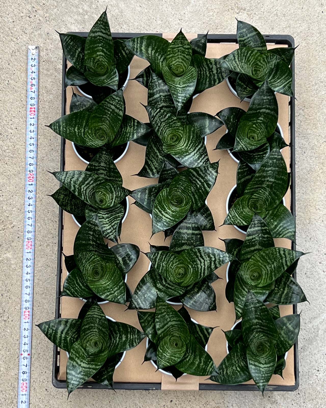 サンスベリア ハニー グリーン 15点セット まとめ買い お得