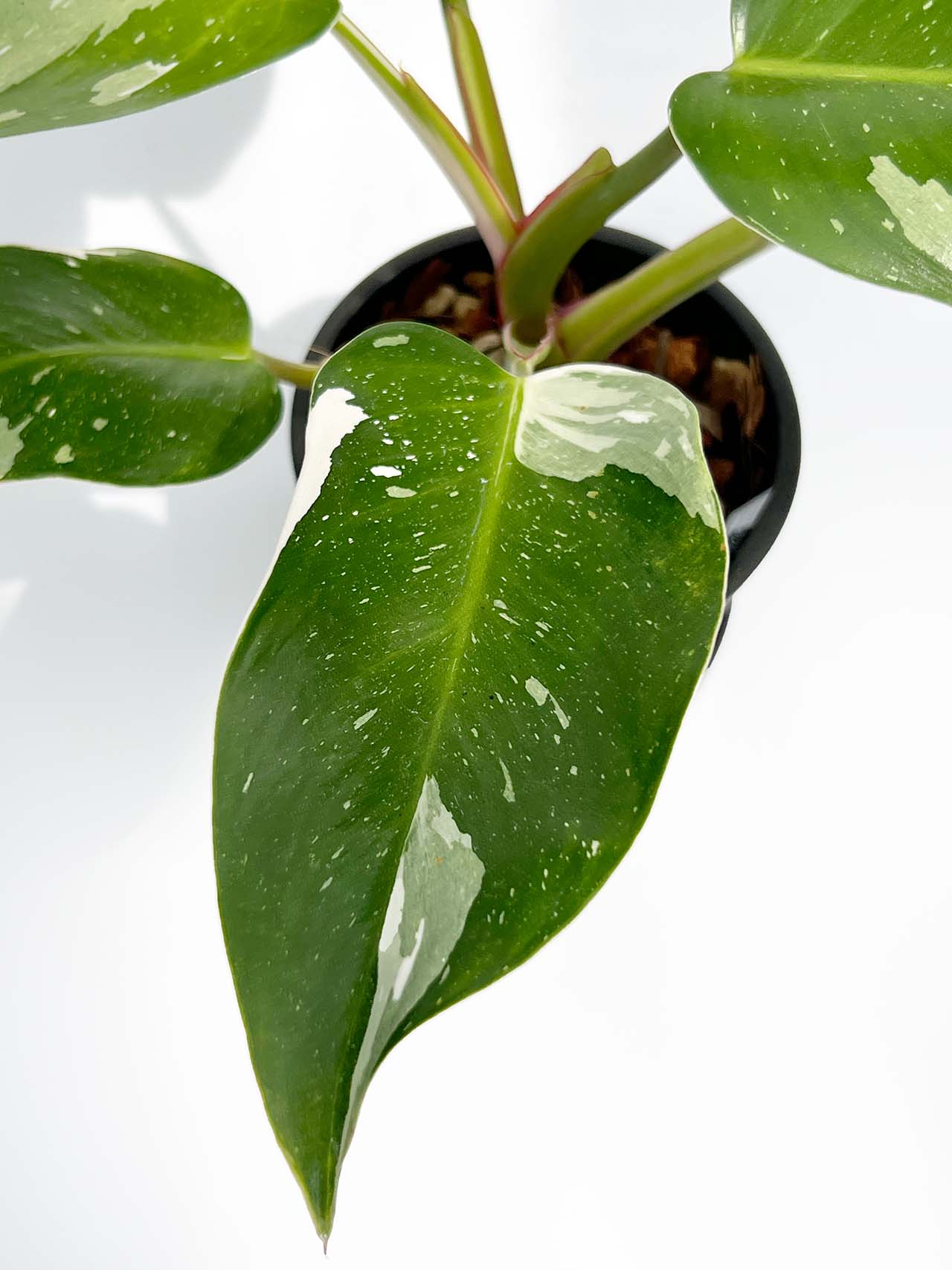【現品販売】フィロデンドロン ホワイトプリンセス 4号 プラスチック鉢 BLACK PLASTIC POT ねこチップ