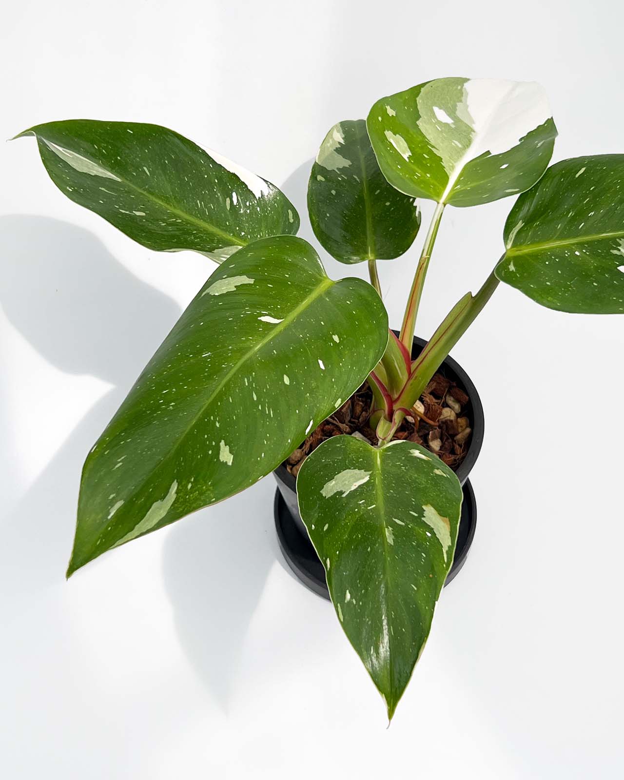 【現品販売】フィロデンドロン ホワイトプリンセス 4号 プラスチック鉢 BLACK PLASTIC POT ねこチップ
