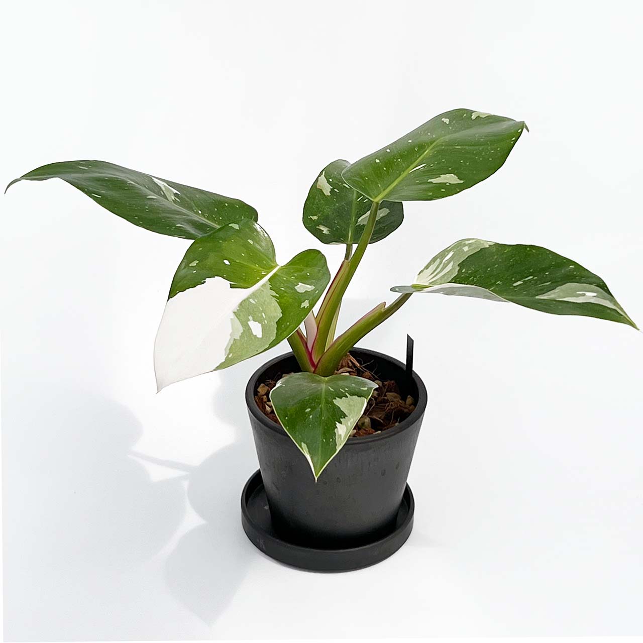 【現品販売】フィロデンドロン ホワイトプリンセス 4号 プラスチック鉢 BLACK PLASTIC POT ねこチップ