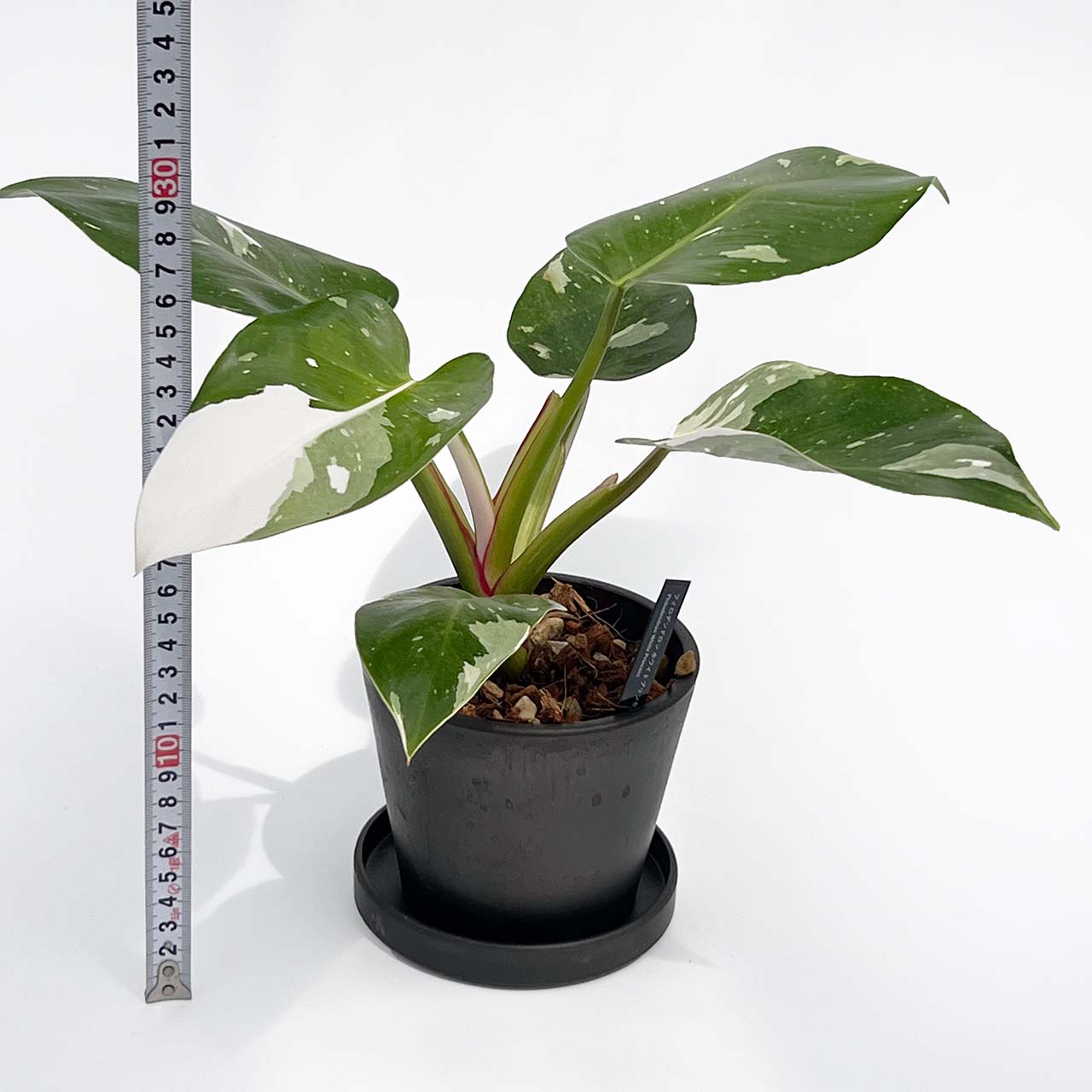 【現品販売】フィロデンドロン ホワイトプリンセス 4号 プラスチック鉢 BLACK PLASTIC POT ねこチップ