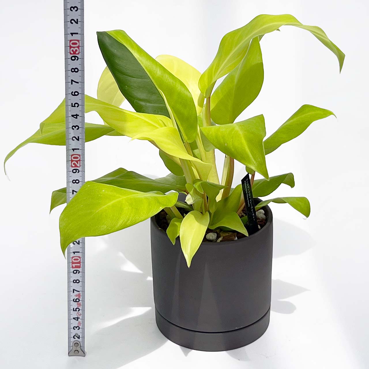 【現品販売】フィロデンドロン マレービューティー 4号 陶器鉢 ブラック 受け皿 ねこチップ