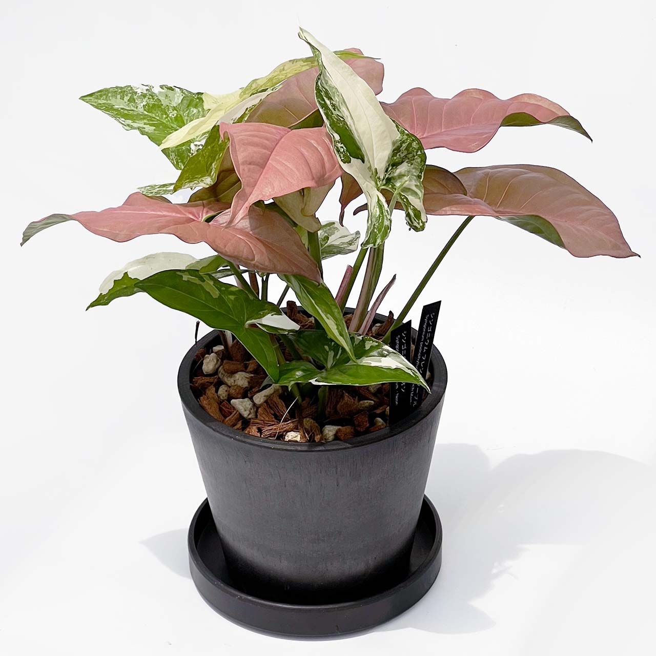 【現品販売】シンゴニウム ネオン×フレンチマーブル MIX POT ねこチップ 4号 BLACK PLASTIC POT 12cm×10cm 黒 プラ鉢 2