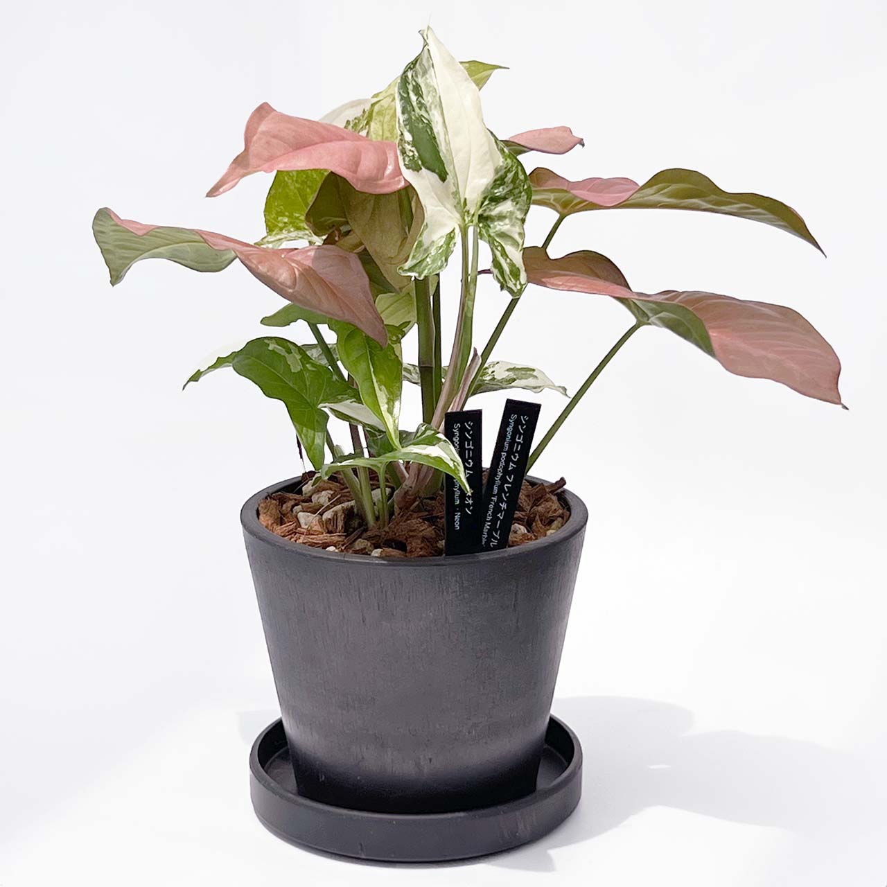 【現品販売】シンゴニウム ネオン×フレンチマーブル MIX POT ねこチップ 4号 BLACK PLASTIC POT 12cm×10cm 黒 プラ鉢 2