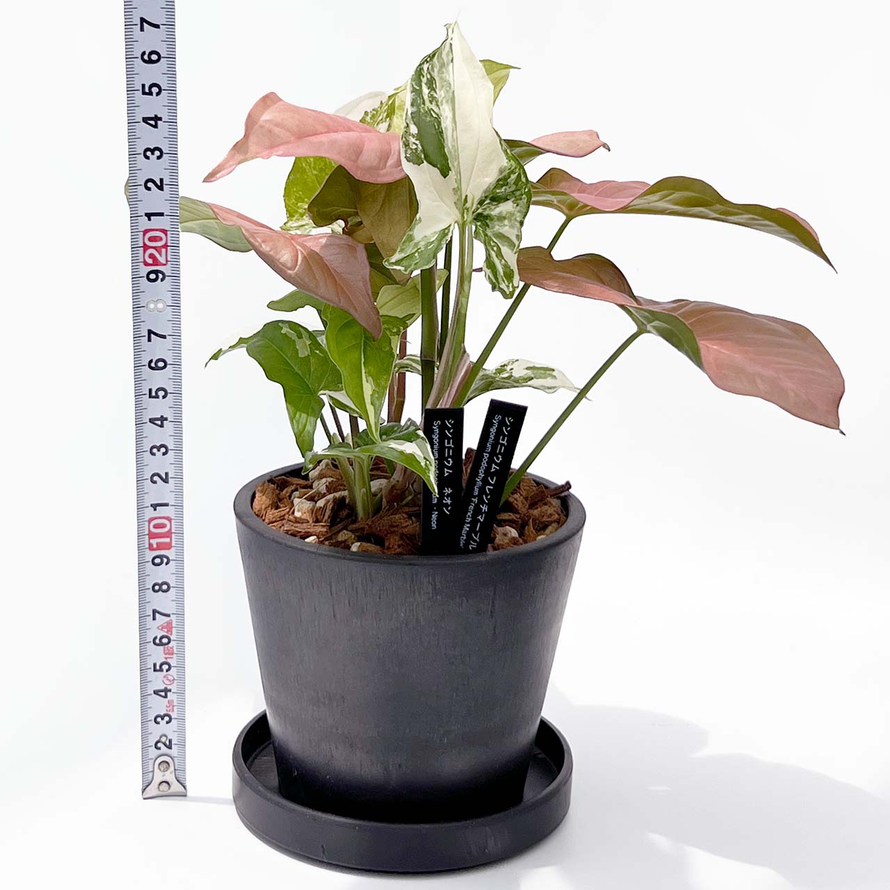 【現品販売】シンゴニウム ネオン×フレンチマーブル MIX POT ねこチップ 4号 BLACK PLASTIC POT 12cm×10cm 黒 プラ鉢 2