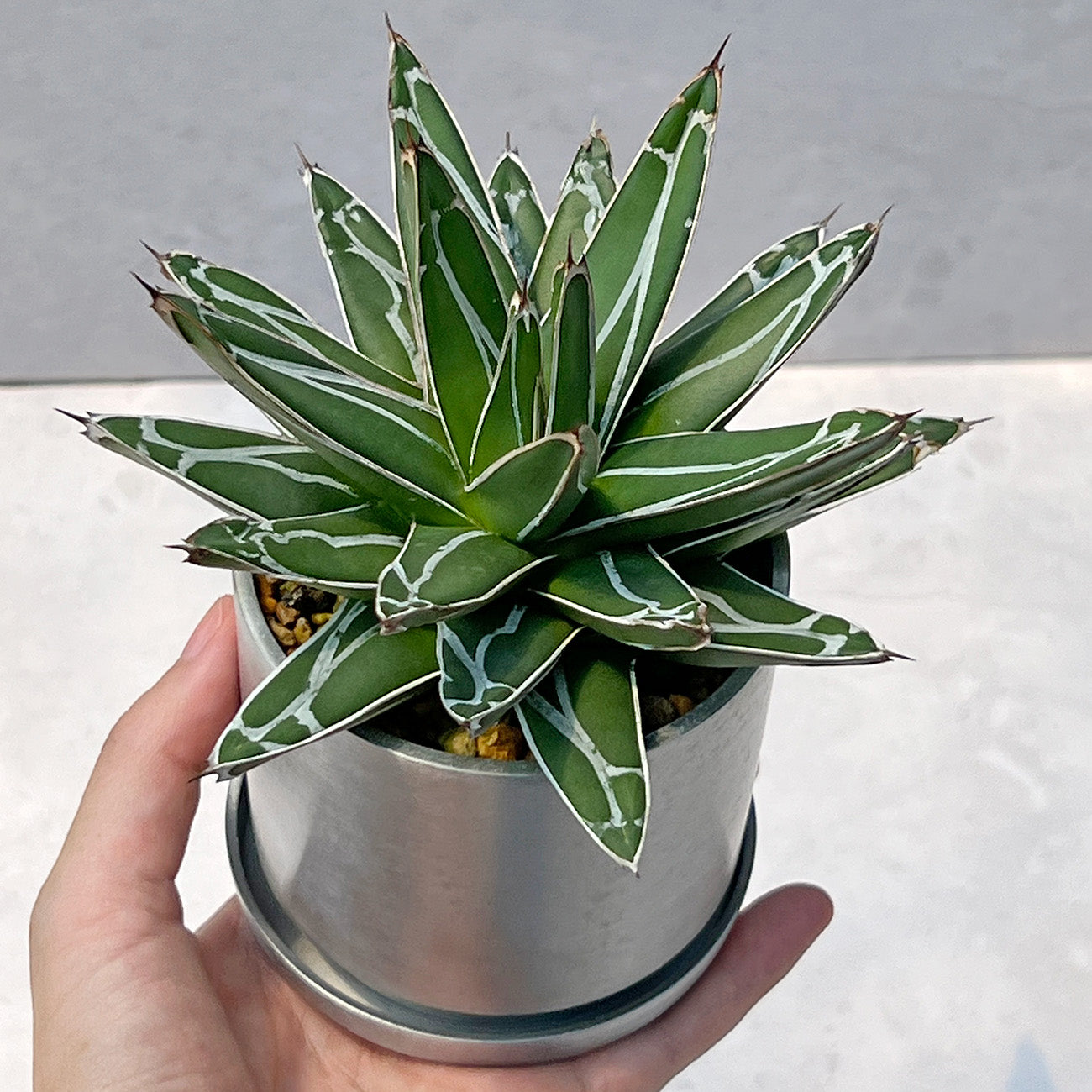 【現品販売】アガベ 笹雪 3号 SOIL POT アルミ 受け皿 1