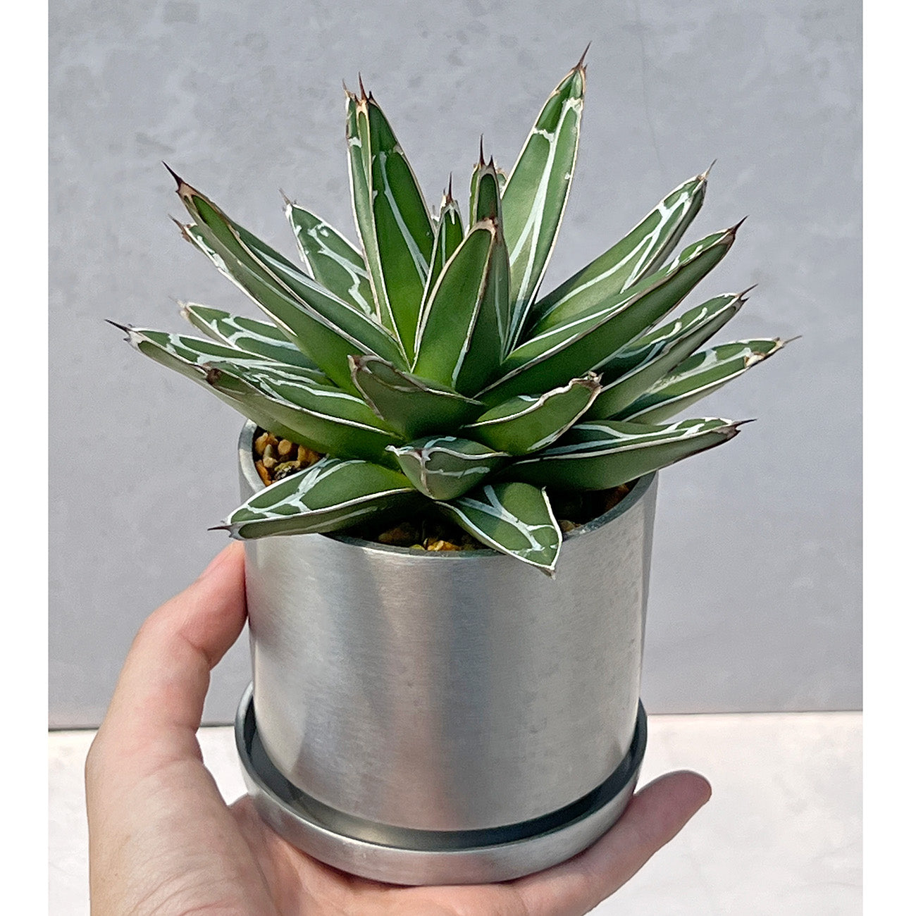 【現品販売】アガベ 笹雪 3号 SOIL POT アルミ 受け皿 1