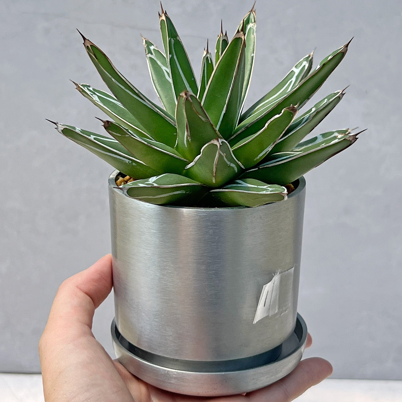 【現品販売】アガベ 笹雪 3号 SOIL POT アルミ 受け皿 1