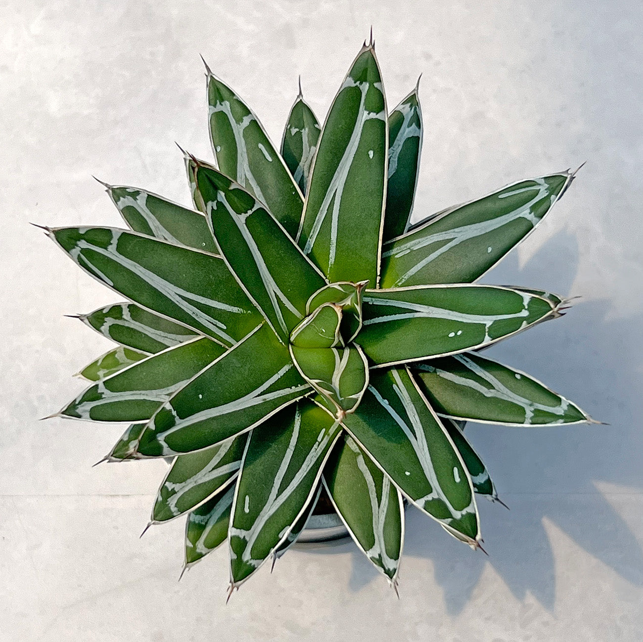 【現品販売】アガベ 笹雪 3号 SOIL POT アルミ 受け皿 2