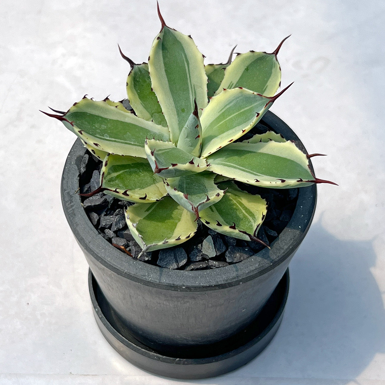【現品販売】アガベ 吉祥冠錦 3号 BLACK PLASTIC POT 黒 プラ鉢 受け皿付き