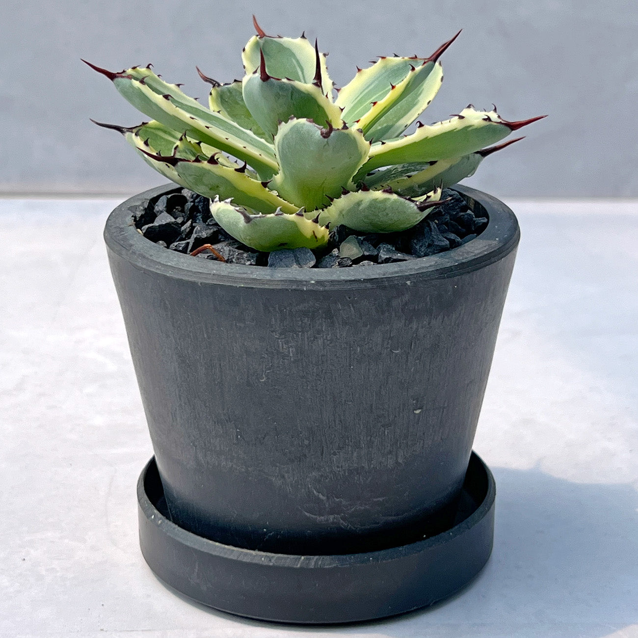 【現品販売】アガベ 吉祥冠錦 3号 BLACK PLASTIC POT 黒 プラ鉢 受け皿付き