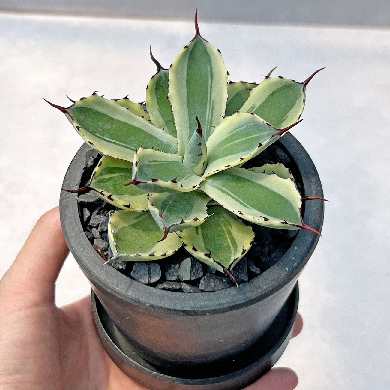 【現品販売】アガベ 吉祥冠錦 3号 BLACK PLASTIC POT 黒 プラ鉢 受け皿付き