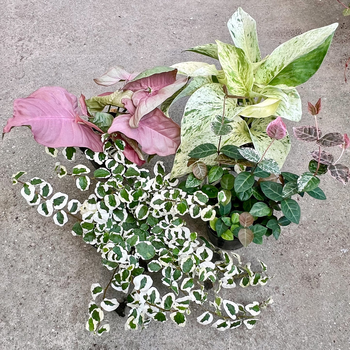 【寄せ植え苗4点セット】 ポトスマーブルクイーン ハツユキカズラ シンゴニウムネオン フィカスプミラ