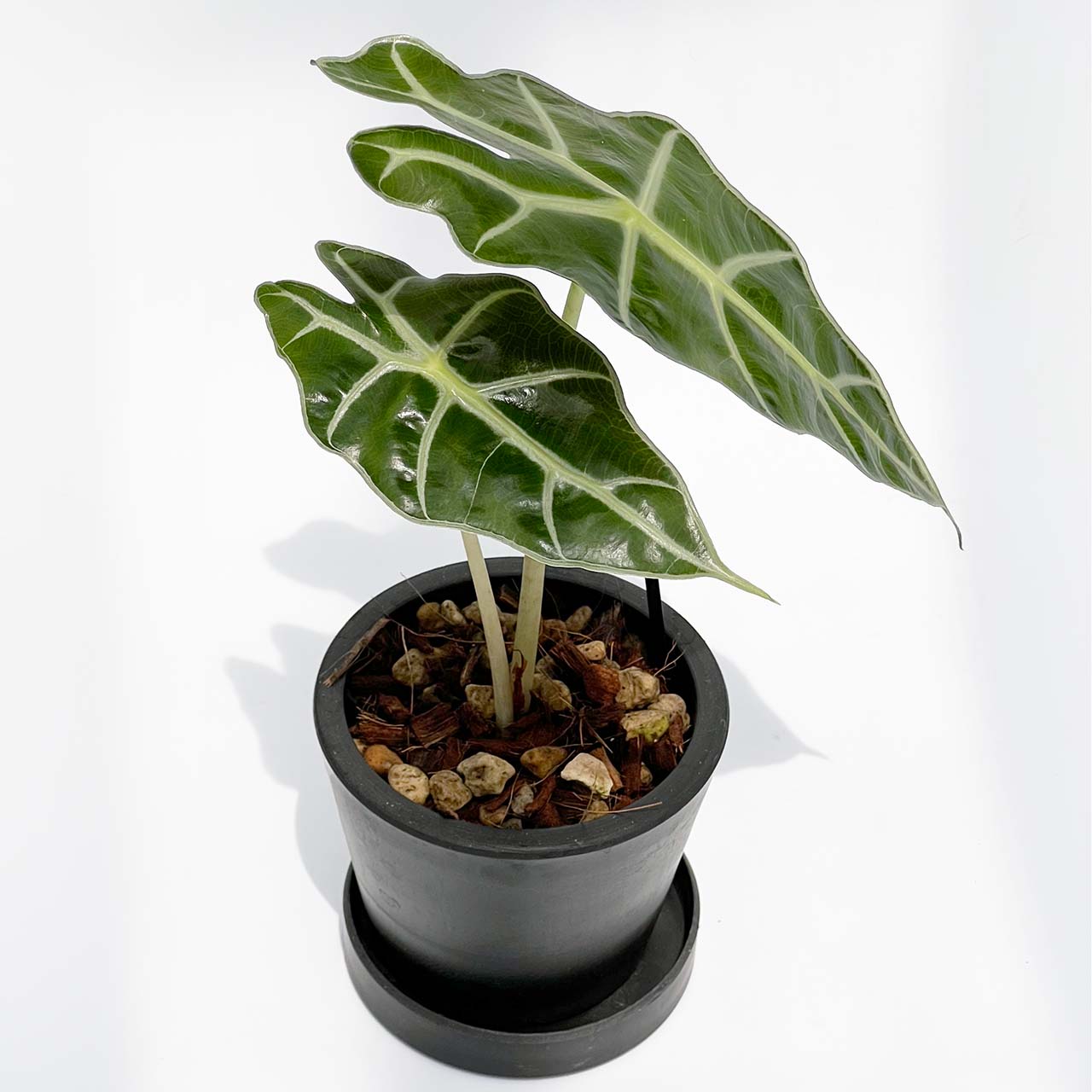 【現品販売】アロカシア アマゾニカ 3号 プラスチック鉢 BLACK PLASTIC POT ねこチップ