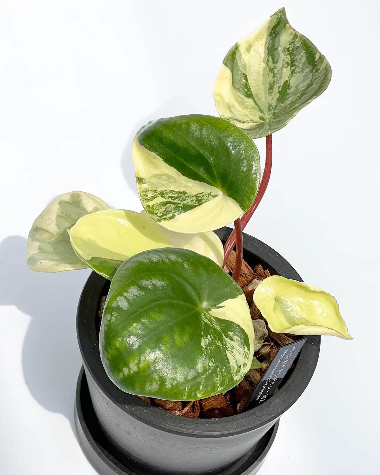 【現品販売】ペペロミア サンデルシー(スイカぺぺ)斑入り 3号 プラスチック鉢 BLACK PLASTIC POT ねこチップ