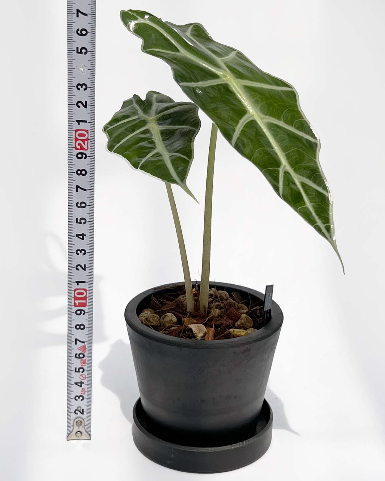 【現品販売】アロカシア アマゾニカ 3号 プラスチック鉢 BLACK PLASTIC POT ねこチップ