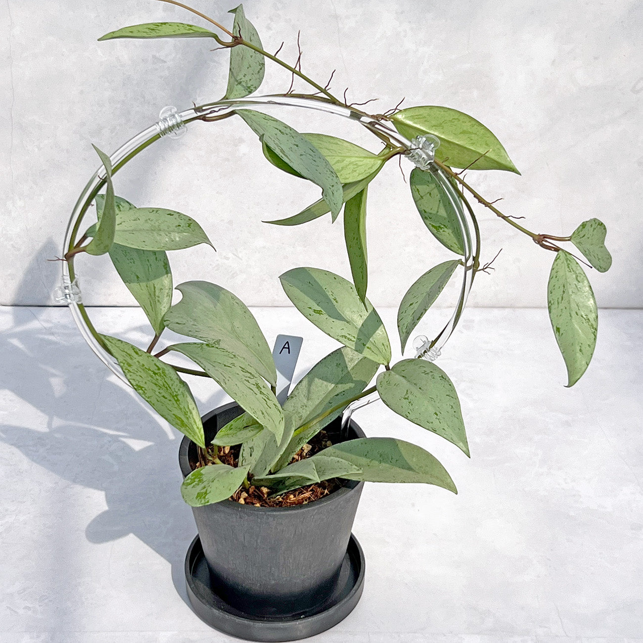 【現品販売】ホヤ プビカリクス シルバーゴースト Hoya Pubicalyx silver ghost 希少 レア BLACK PLASTIC POT 4号 ねこチップ クリア トレリス 支柱 A