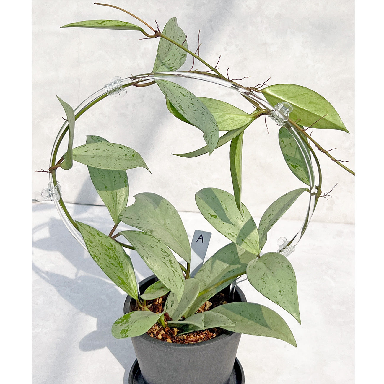 【現品販売】ホヤ プビカリクス シルバーゴースト Hoya Pubicalyx silver ghost 希少 レア BLACK PLASTIC POT 4号 ねこチップ クリア トレリス 支柱 A
