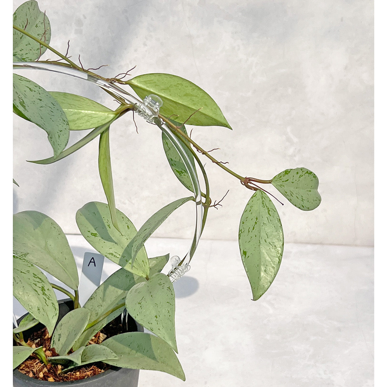 【現品販売】ホヤ プビカリクス シルバーゴースト Hoya Pubicalyx silver ghost 希少 レア BLACK PLASTIC POT 4号 ねこチップ クリア トレリス 支柱 A