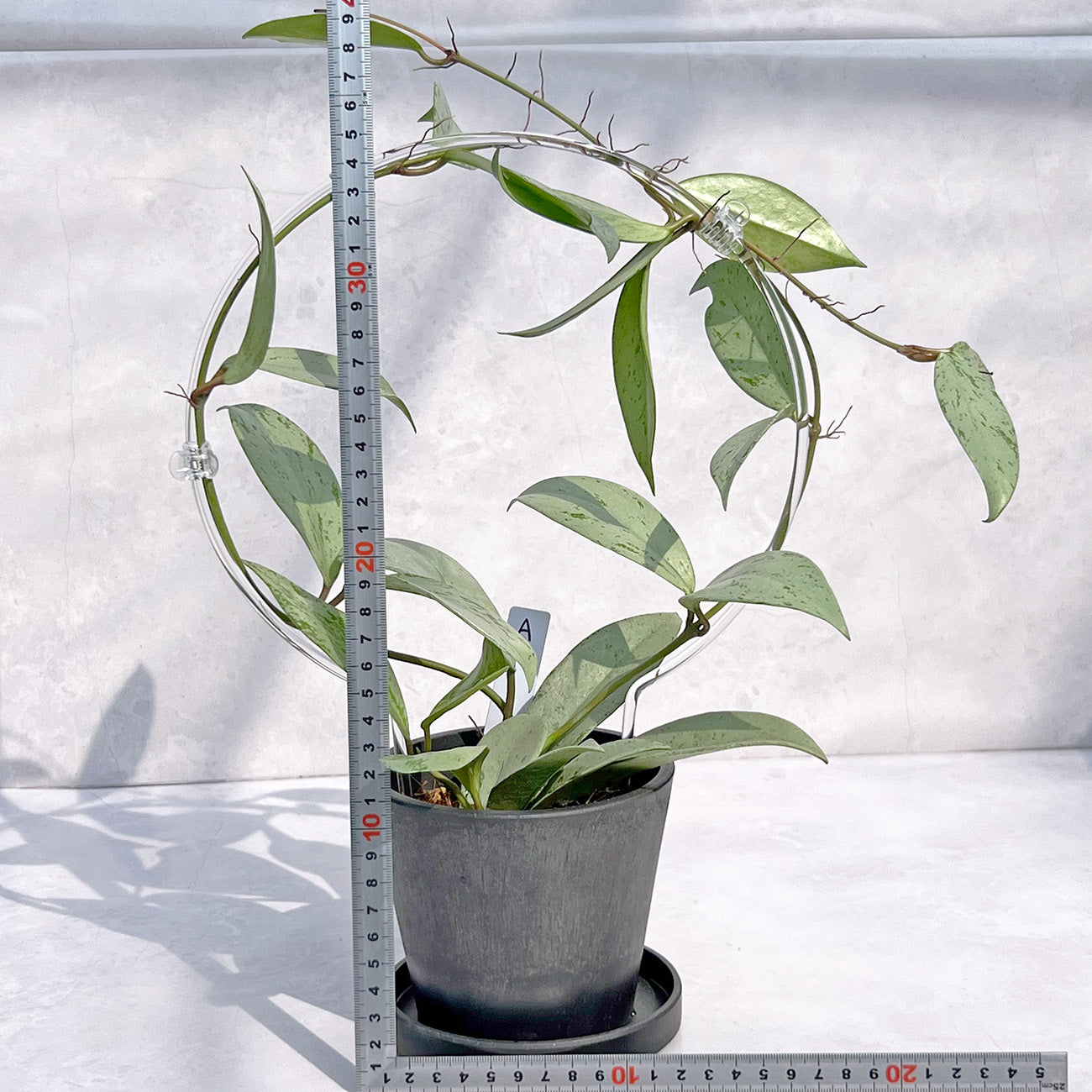 【現品販売】ホヤ プビカリクス シルバーゴースト Hoya Pubicalyx silver ghost 希少 レア BLACK PLASTIC POT 4号 ねこチップ クリア トレリス 支柱 A