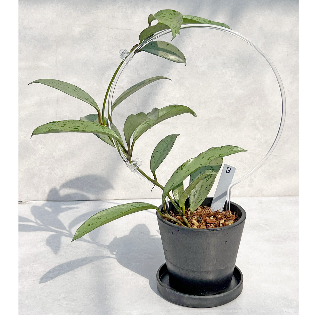 【現品販売】ホヤ プビカリクス シルバーゴースト Hoya Pubicalyx silver ghost 希少 レア BLACK PLASTIC POT 4号 ねこチップ クリア トレリス 支柱 B