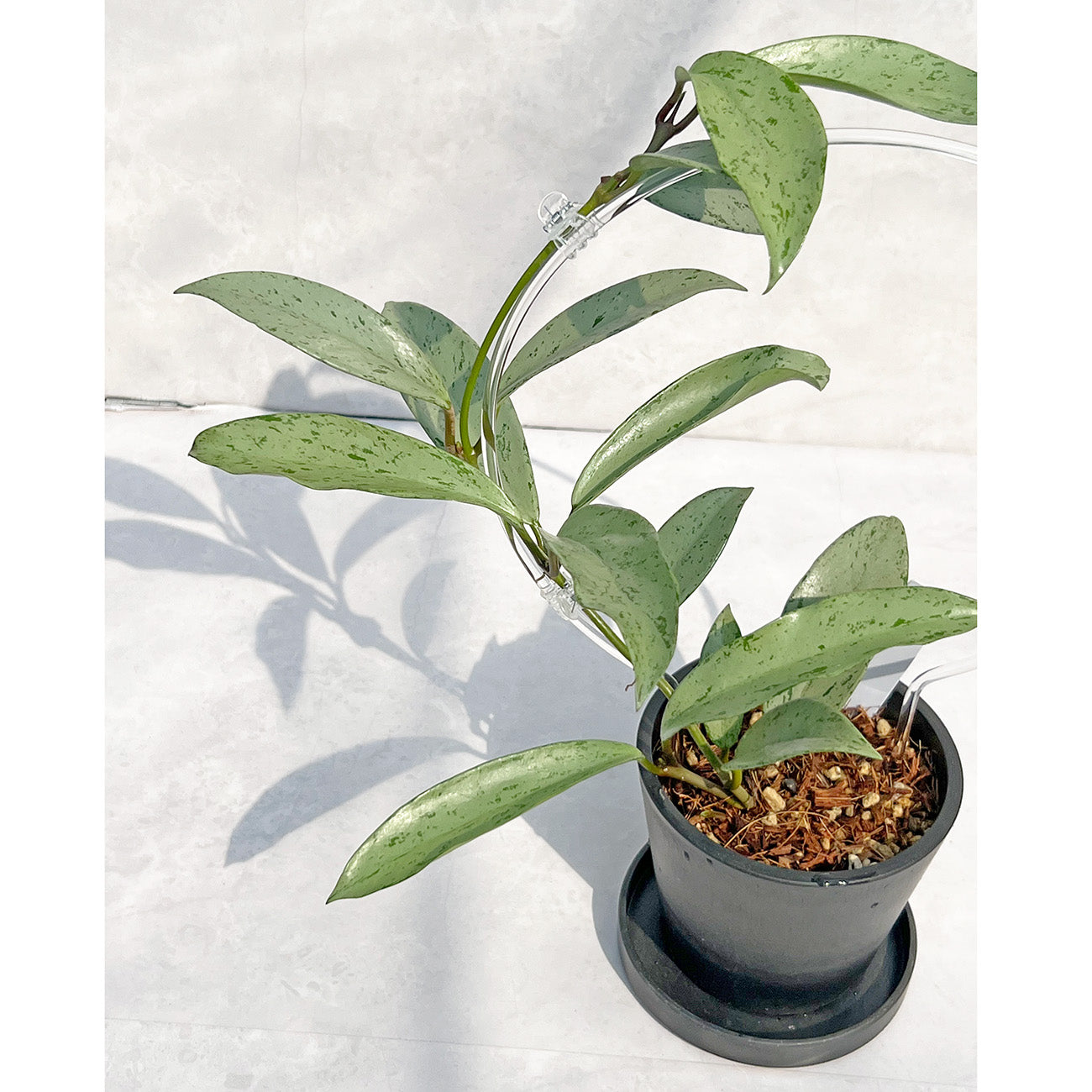 【現品販売】ホヤ プビカリクス シルバーゴースト Hoya Pubicalyx silver ghost 希少 レア BLACK PLASTIC POT 4号 ねこチップ クリア トレリス 支柱 B