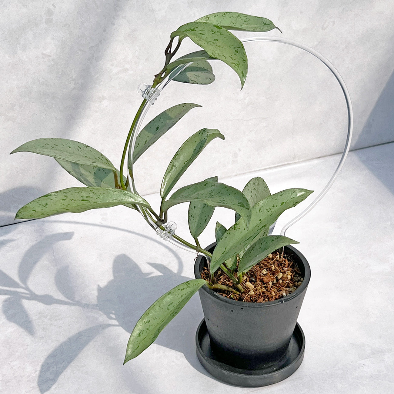 【現品販売】ホヤ プビカリクス シルバーゴースト Hoya Pubicalyx silver ghost 希少 レア BLACK PLASTIC POT 4号 ねこチップ クリア トレリス 支柱 B
