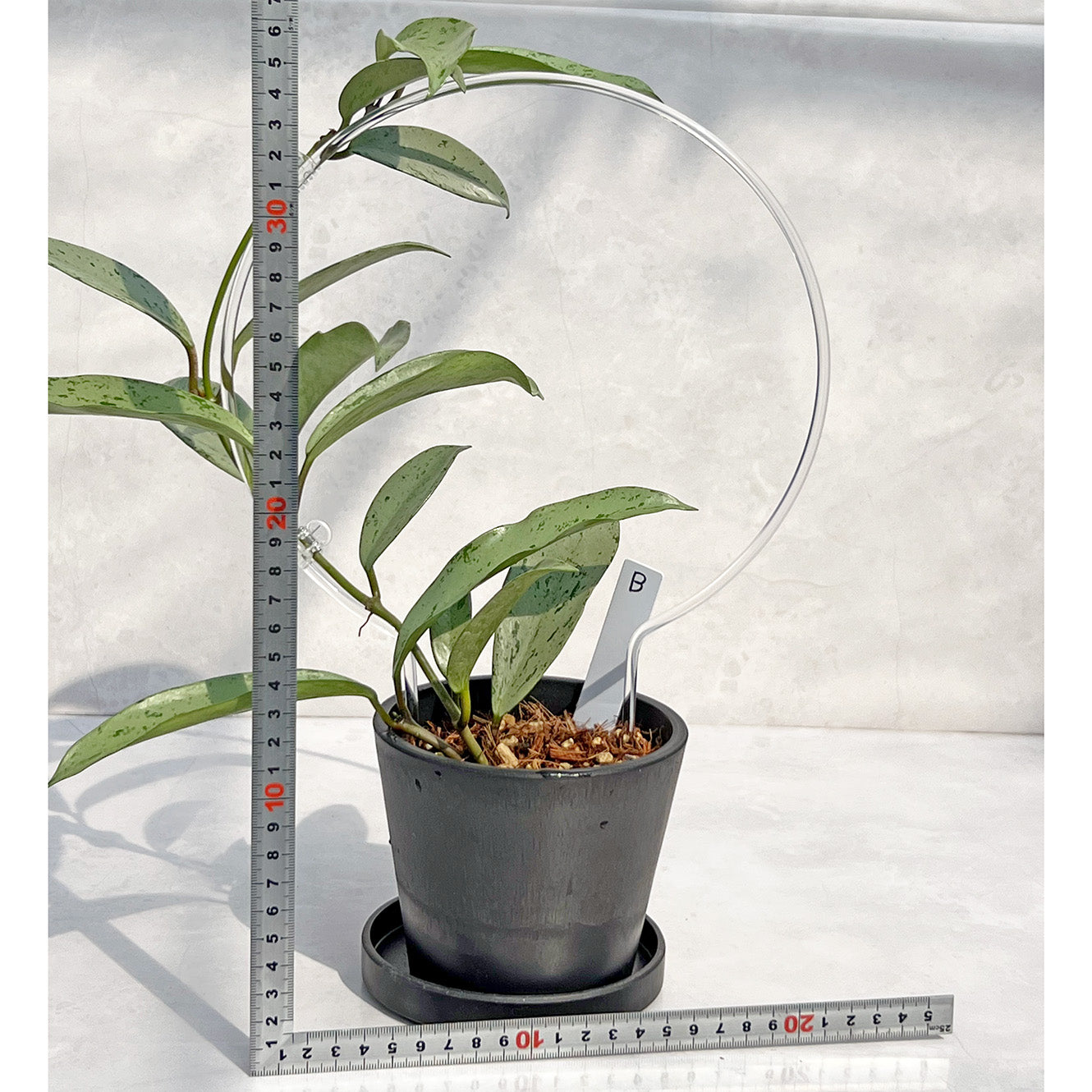 【現品販売】ホヤ プビカリクス シルバーゴースト Hoya Pubicalyx silver ghost 希少 レア BLACK PLASTIC POT 4号 ねこチップ クリア トレリス 支柱 B
