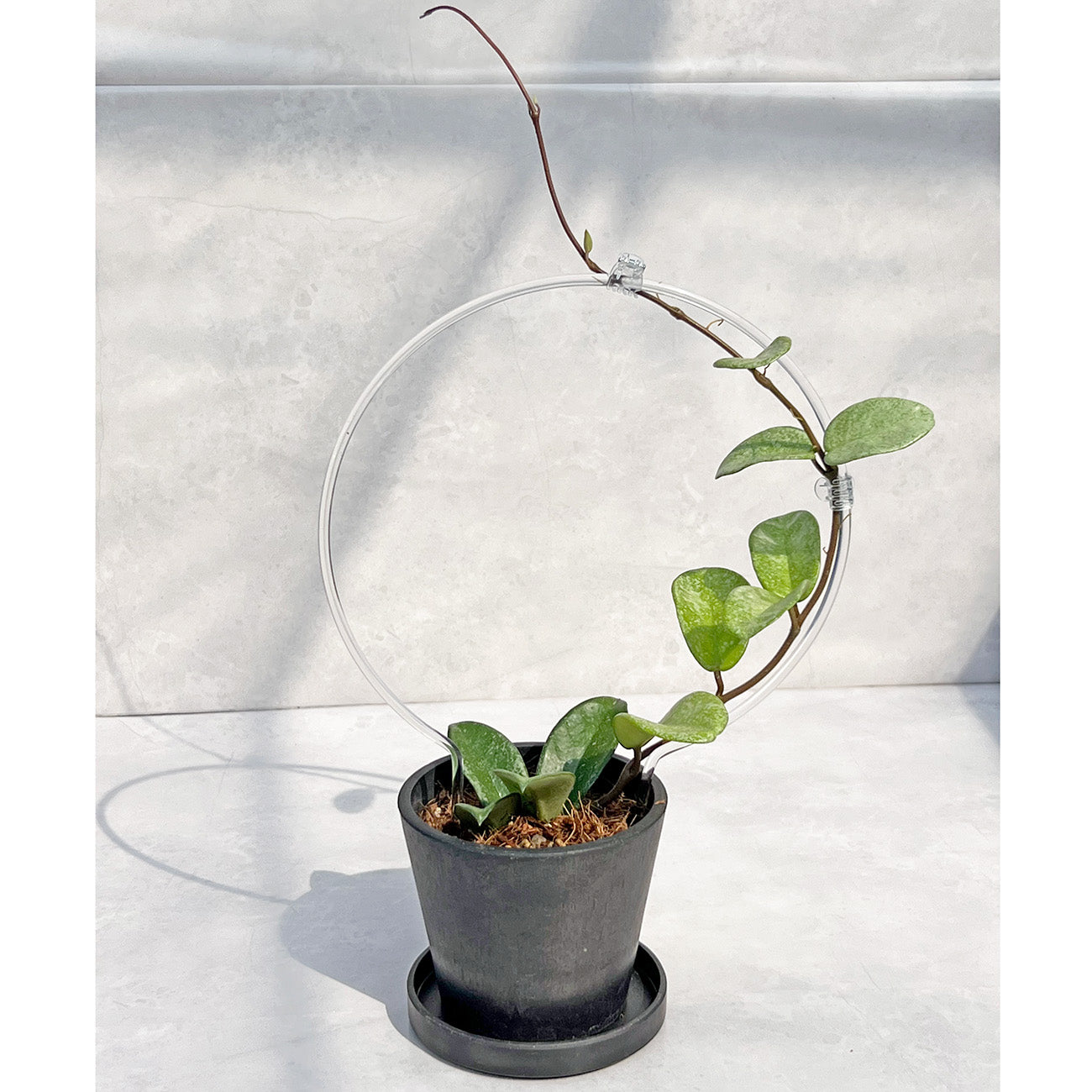 【現品販売】Hoya Carnosa Nova Ghost ホヤ カルノーサ ノバ ゴースト 希少 レア BLACK PLASTIC POT 4号 ねこチップ