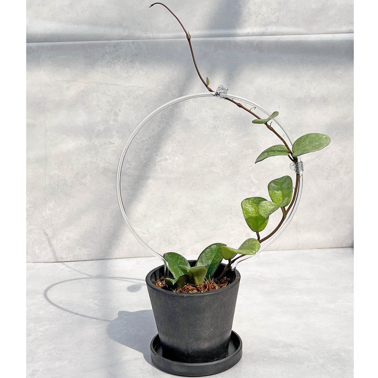 【現品販売】Hoya Carnosa Nova Ghost ホヤ カルノーサ ノバ ゴースト 希少 レア BLACK PLASTIC POT 4号 ねこチップ