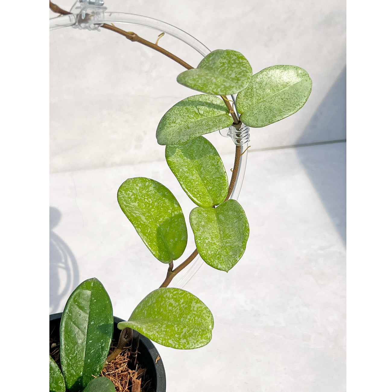 【現品販売】Hoya Carnosa Nova Ghost ホヤ カルノーサ ノバ ゴースト 希少 レア BLACK PLASTIC POT 4号 ねこチップ